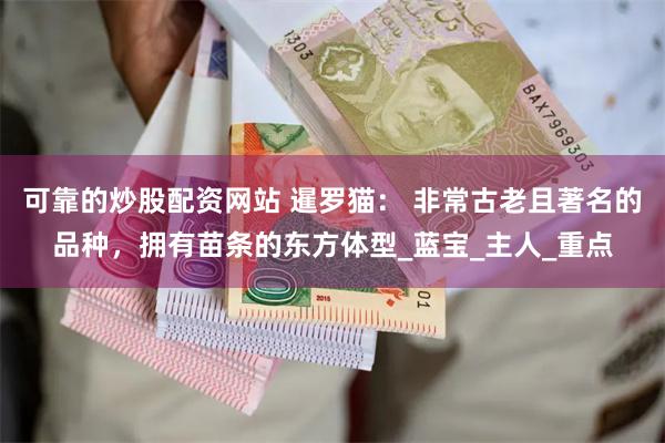 可靠的炒股配资网站 暹罗猫： 非常古老且著名的品种，拥有苗条的东方体型_蓝宝_主人_重点